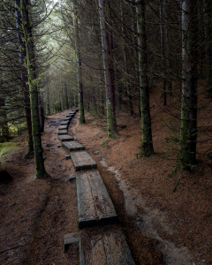 A,Wooden,Path,Leads,Into,A,Dark,And,Moody,Forest